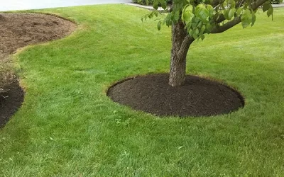 How Lawn Mowing Services Save Time and Effort