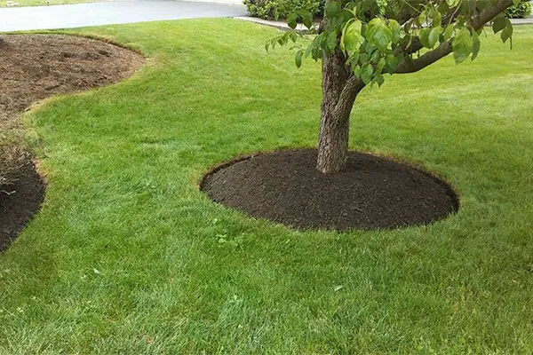 How Lawn Mowing Services Save Time and Effort